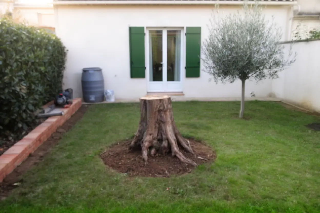 Souche de platane avant rognage à Montpellier